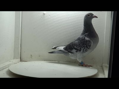 DV-03083-21-2151 Y.Gudz. 62 Miejsce  Mistrzostwo Niemiec 2021. Mistrz FG (Rejonu) 2020!