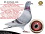 DV-03294-20-1343   Super inbred linii 