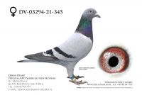 DV-03294-21-345 - samica