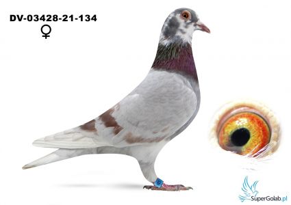 DV-03428-21-134 wnuk słynnego 864 oraz Rote Ass 217