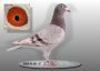 DV-03428-21-146 - wnuk 520 Gunter Prange