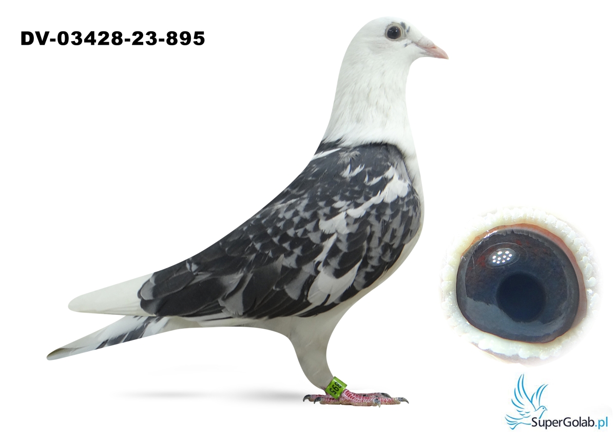 DV-03428-23-895 - połączenie gołębi Heinza Bindacza z