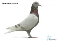 DV-03428-25-44 - wnuk 226 Guntera Prange