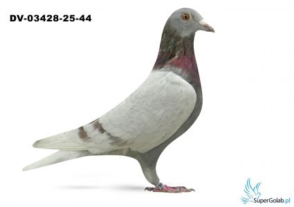 DV-03428-25-44 - wnuk 226 Guntera Prange