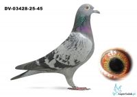DV-03428-25-45