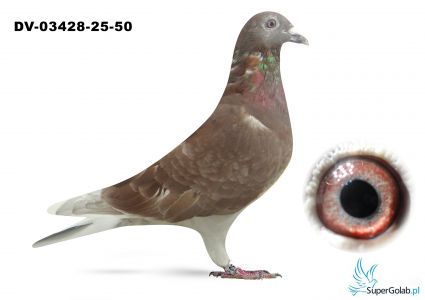 DV-03428-25-50 - podwójny wnuk Rote Assa 217 