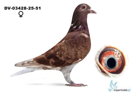 DV-03428-25-51  podwójny wnuk ROTE AS 217 