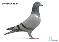 DV-03428-25-54 - 100 % Leidemann