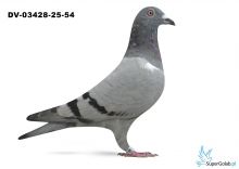 DV-03428-25-54 - 100 % Leidemann