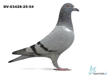 DV-03428-25-54 - 100 % Leidemann