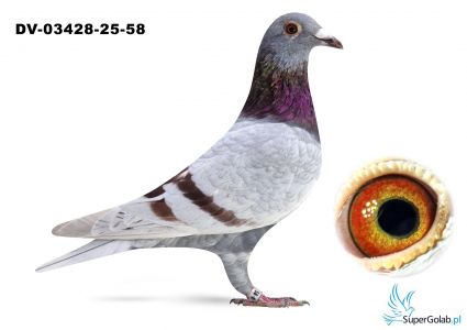 DV-03428-25-58  wnuk ROTE ASS 217