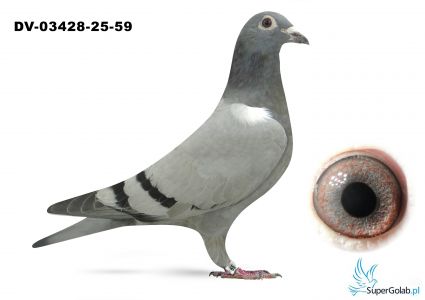 DV-03428-25-59 - Gunter Prange x Gebr. Leidemann