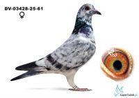 DV-03428-25-61  - Leidemann