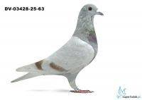 DV-03428-25-63 - wnuk rote Asa 217