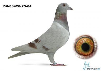 DV-03428-25-64 - wnuk Rote Asa 217 