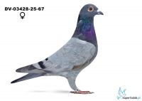 DV-03428-25-67 podwójny wnuk ROTE  ASS 217 