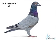 DV-03428-25-67 podwójny wnuk ROTE  ASS 217 