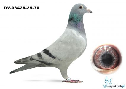 DV-03428-25-70 - 100% Laidemann