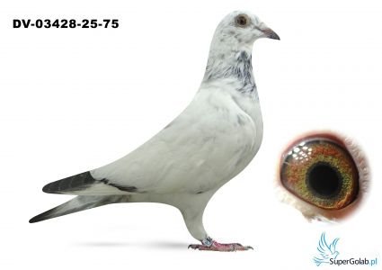 DV-03428-25-75  - 100% Laidemann