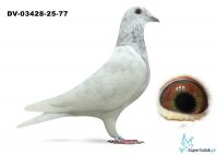 DV-03428-25-77 - podwójny wnuk 226 Guntera Prange