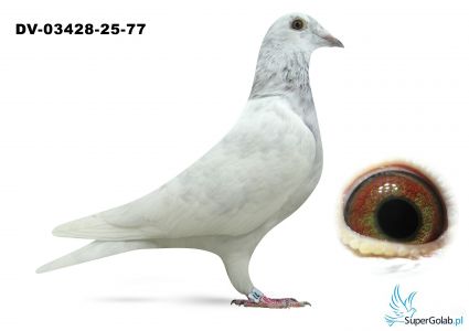 DV-03428-25-77 - podwójny wnuk 226 Guntera Prange