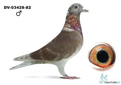 DV-03428-25-82 wnuk Rote Ass 217 ; wnuk 226 Gunter Prange