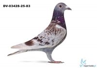 DV-03428-25-83- Gunter Prange x HArtmut Will