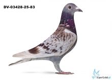 DV-03428-25-83- Gunter Prange x HArtmut Will