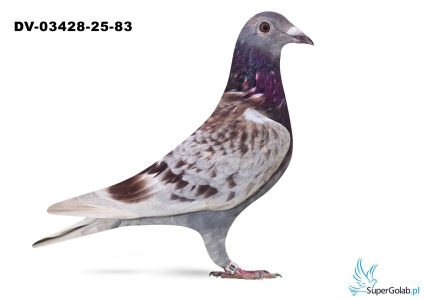 DV-03428-25-83- Gunter Prange x HArtmut Will