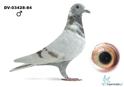 DV-03428-25-84  linia 520 Guntera Prange x linia 217 Rote Ass