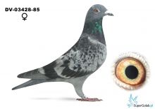 DV-03428-25-85