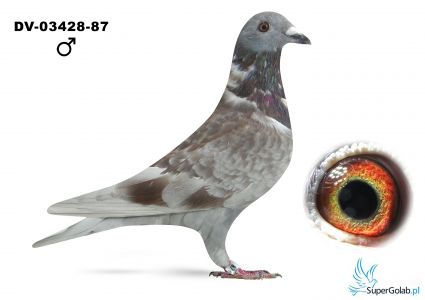 DV-03428-25-87 - inbred na ROTE ASS 217