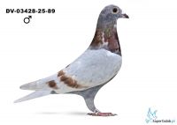 DV-03428-25-89 - linia 520 Guntera Prange x Rote Ass 217