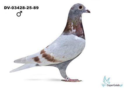 DV-03428-25-89 - linia 520 Guntera Prange x Rote Ass 217