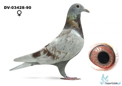 DV-03428-25-90 - wnuk ROTE ASS 217