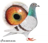 DV-03473-22-241 -WNUK 520 PRANGE