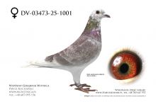 DV-03473-25-1001: Zdzislaw Dominik Gaj, 64. Lotnik, m in 43m z FINAŁU