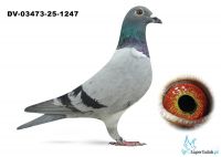 DV-03473-25-1247 Antek