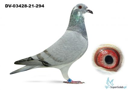 DV-03482-21-294- linia 220 Wolfgang Roeper