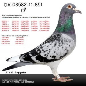 DV-03582-11-851 - H i G Drygała gołąb rozpłodowy