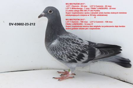 DV-03602-23-212 TOP NA WSPÓLNE GOŁĘBNIKI