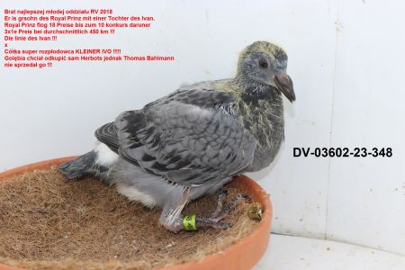 DV-03602-23-348 inbred IVAN Braci herbots x Fieneke