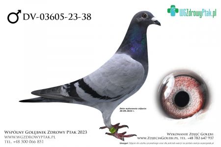 DV-03605-23-38: WALDEMAR POLAK, prawdopodobnie samiec