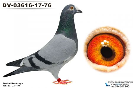 DV-03616-17-76 inbred Fieneke 100%Flor Vervoort