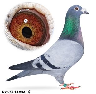 DV-039-13-6627 org.Rasse Kulbacki