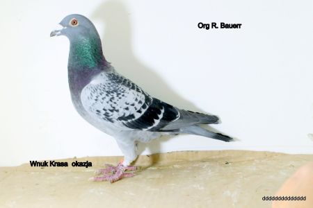 DV-0412-15-667 org   Robert Bauer , Wnuk Krasa ,,045''