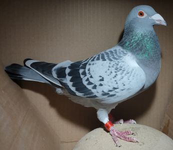 DV-04145-22-319 (H. Nickl) - samica