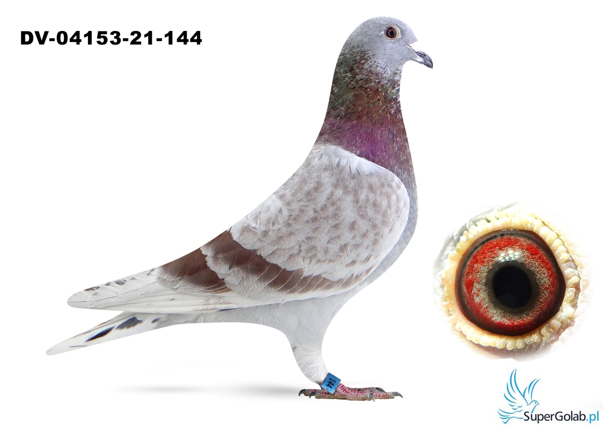 DV-04153-21-144 - wnuk 1376 super rozpłodowej samicy