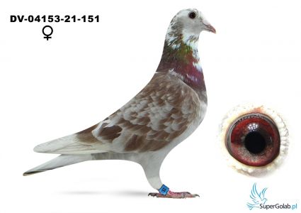 DV-04153-21-151 - 864 x 1803