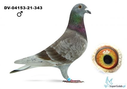 DV-04153-21-343  - 100 Gunter Prange